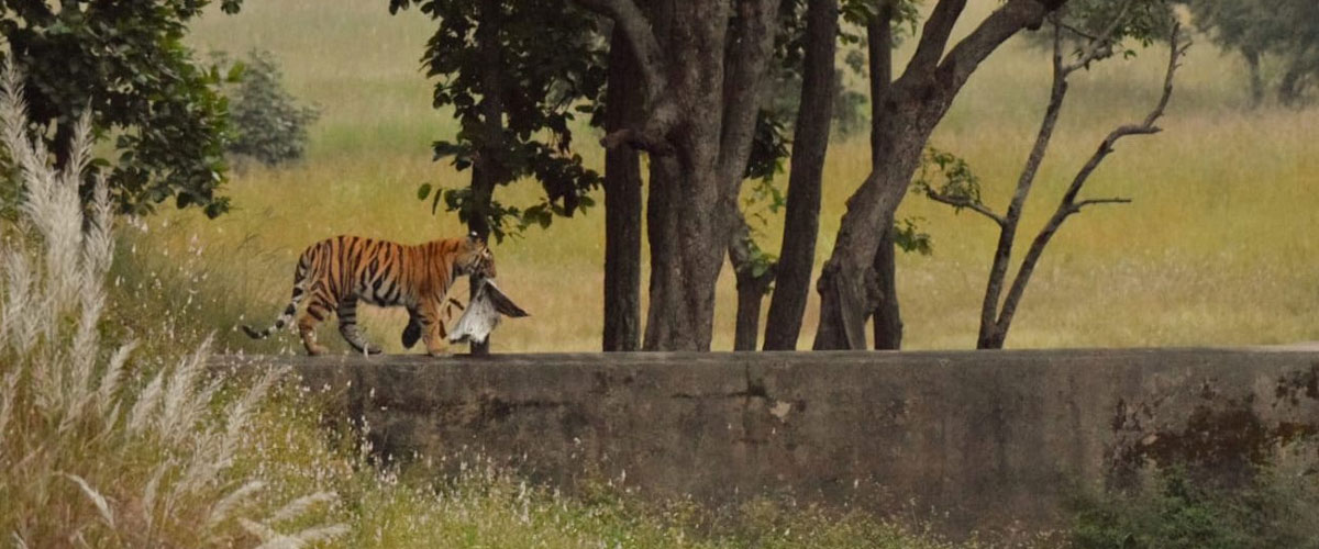 Bandhavgarh Package
