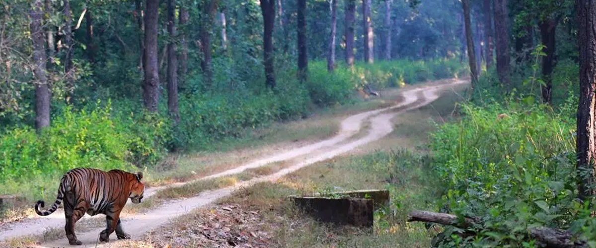 Pench Kanha Bandhavgarh