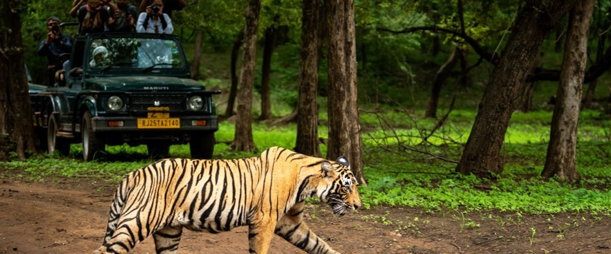 Pench Tour Package