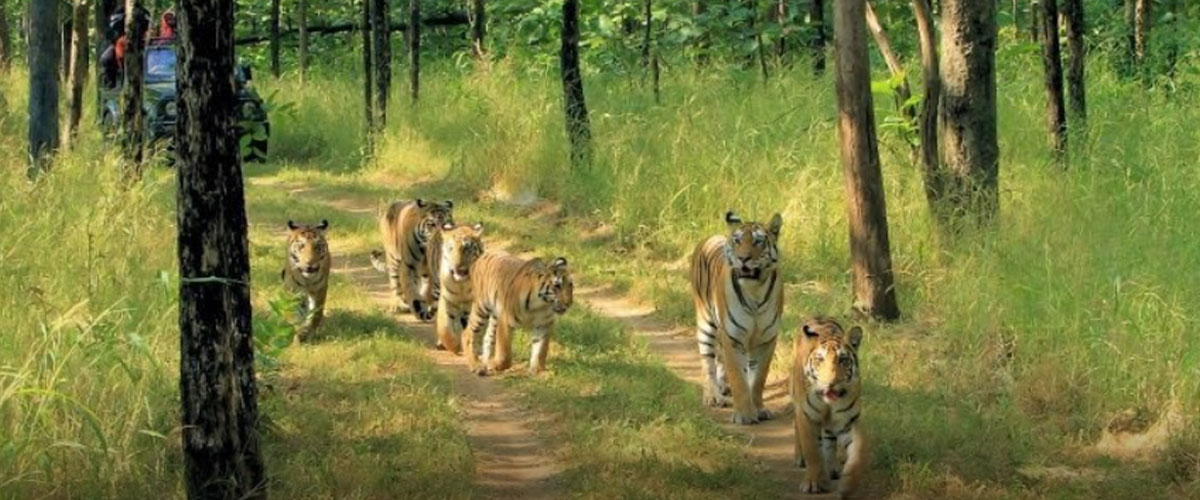 Pench & Pachmarhi