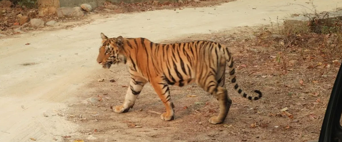 Pench and Tadoba