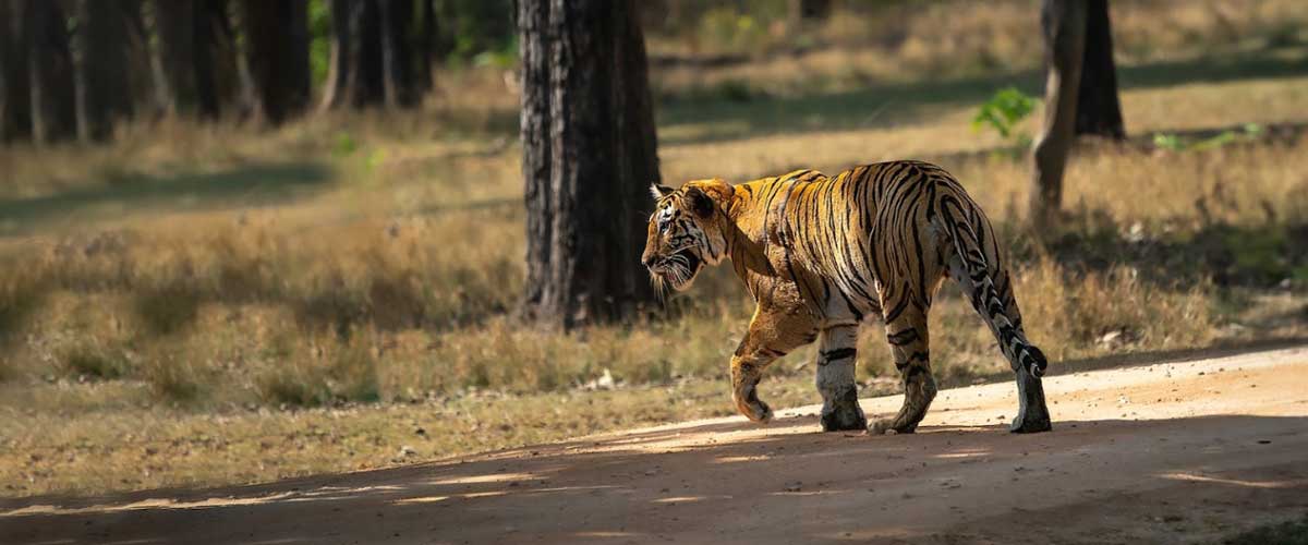 Pench and Kanha without Transportation