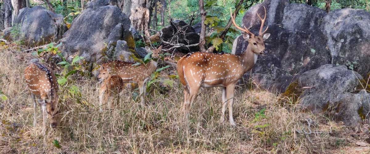 Pench and Kanha without Transportation