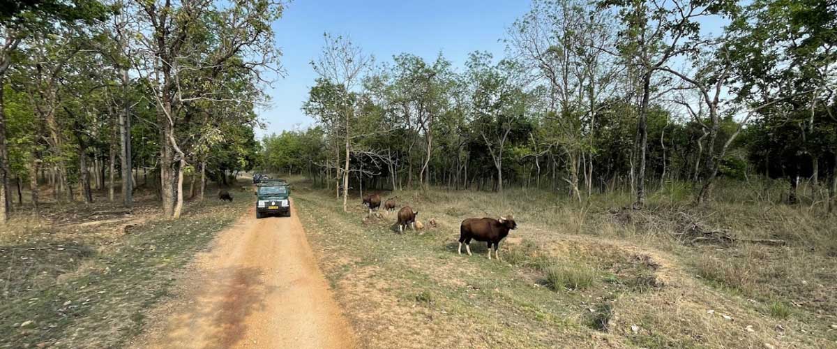 Pench and Kanha without Transportation