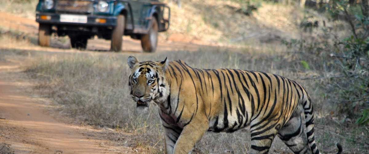 Tadoba Package