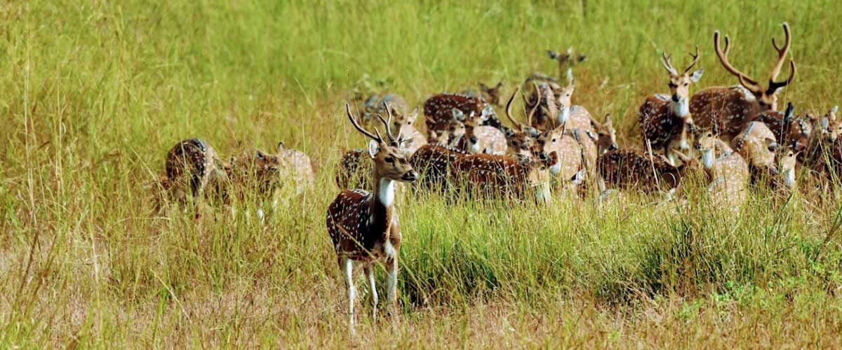 Tadoba Tour Package